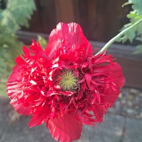 Photo of the plant species Opium Poppy by @DeftCowbane99 named Winston on Greg, the plant care app