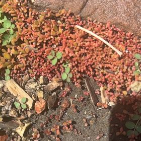 Photo of the plant species Cord Moss by @DeftCowbane99 named Tolkien on Greg, the plant care app