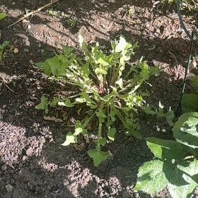Photo of the plant species Indian-Ink by @DeftCowbane99 named Taylor Swift on Greg, the plant care app