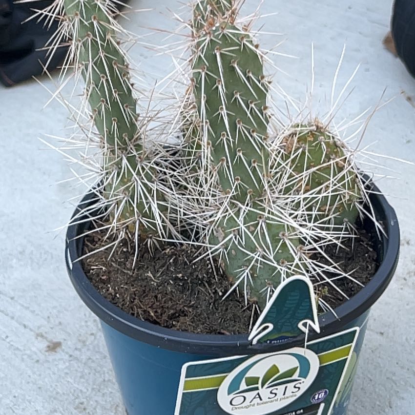 Photo of the plant species Navajo Bridge Prickly Pear by @TrueRambutan32 named Hemingway on Greg, the plant care app