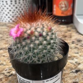 Photo of the plant species Mammilaria Spinosissima by @JazzyTipa46 named Captain Plant-it on Greg, the plant care app