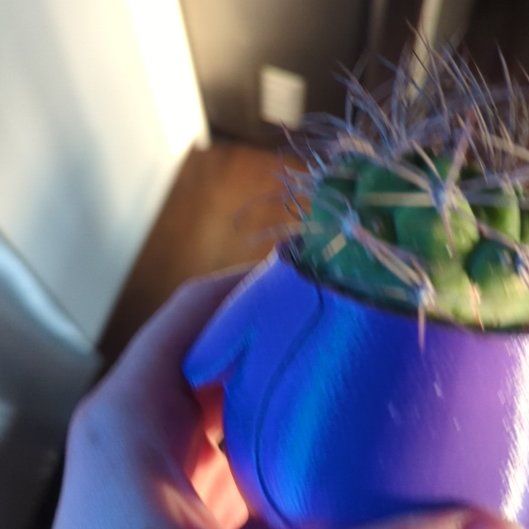 Photo of the plant species Giant Chin Cactus by @PeachyCacto19 named Leaf Erickson on Greg, the plant care app