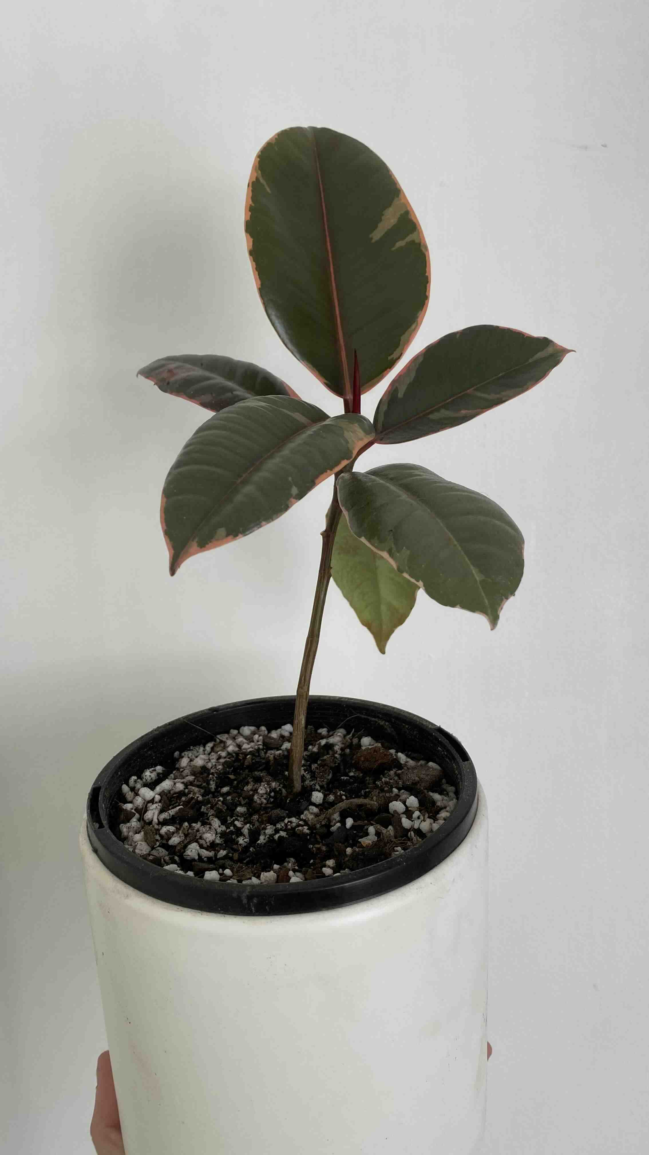 Ficus 'Ruby' plant in a pot with visible soil, held by a hand.