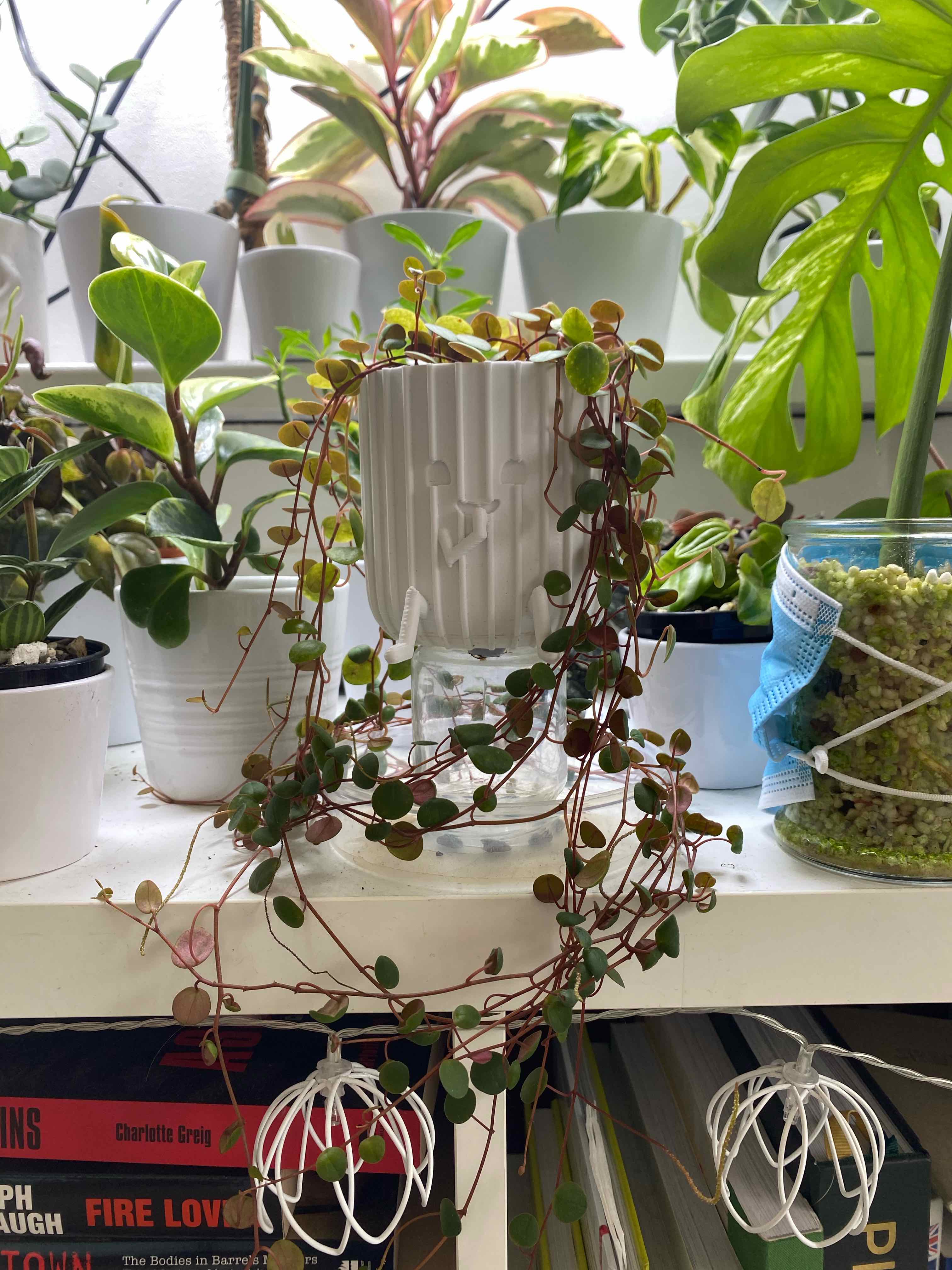 Peperomia 'Pepperspot' plant with trailing stems and small, round leaves. Background includes other plants.