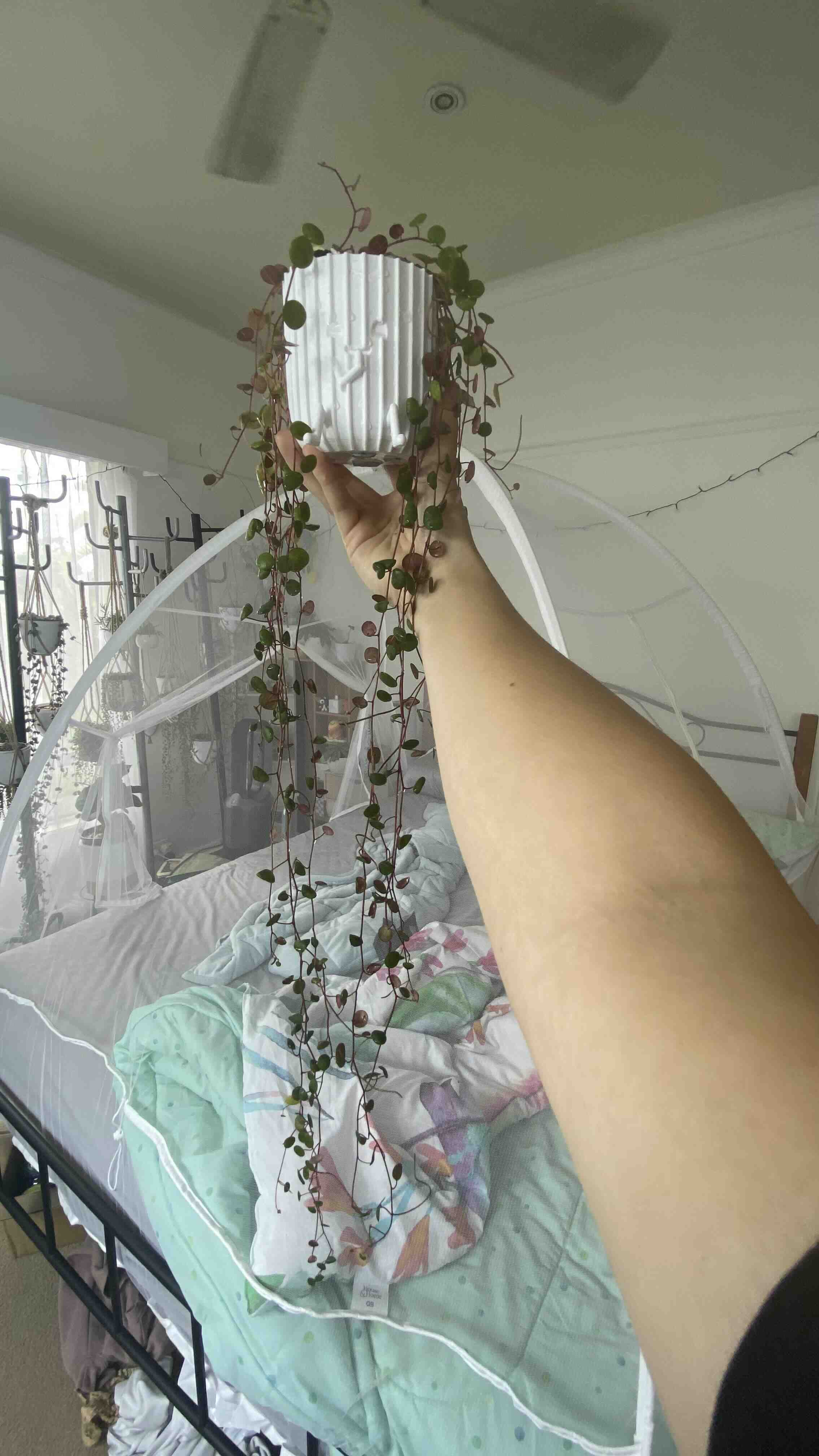 Hanging Peperomia 'Pepperspot' plant held by a hand, with a bed in the background.