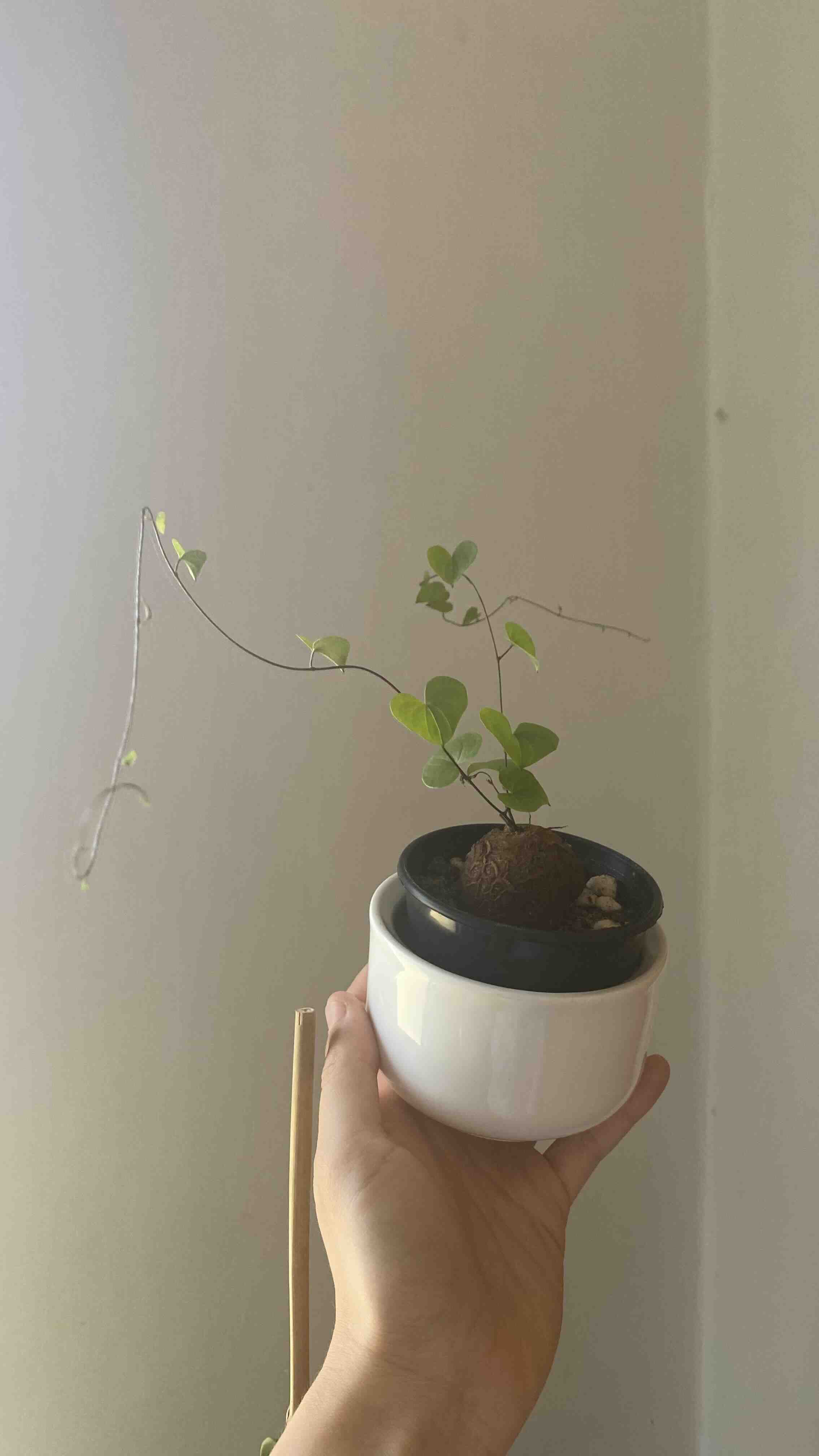 A Hottentot Bread plant in a small white pot, held by a hand.