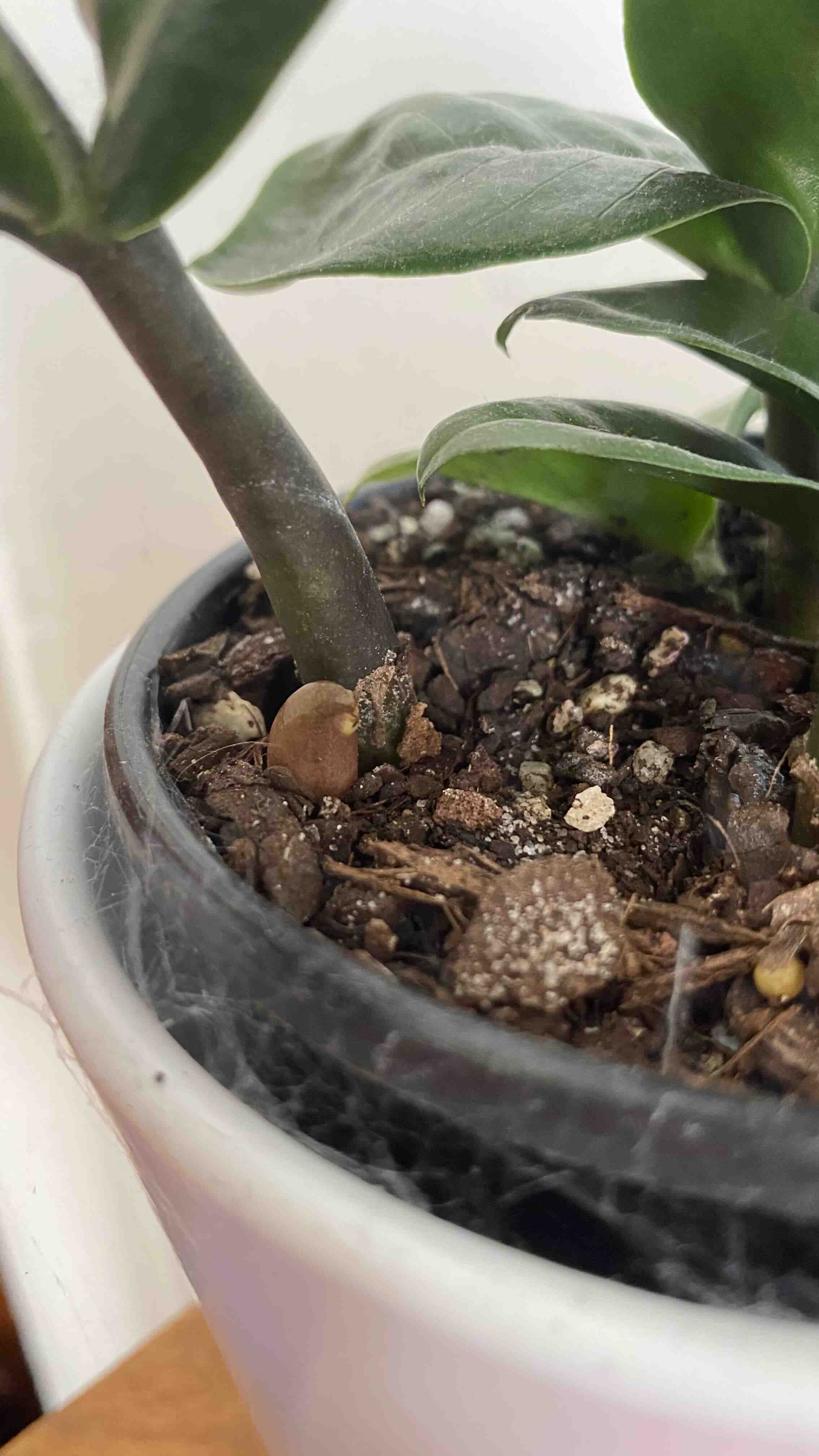 Close-up of a healthy Dwarf ZZ plant in a pot with visible soil.