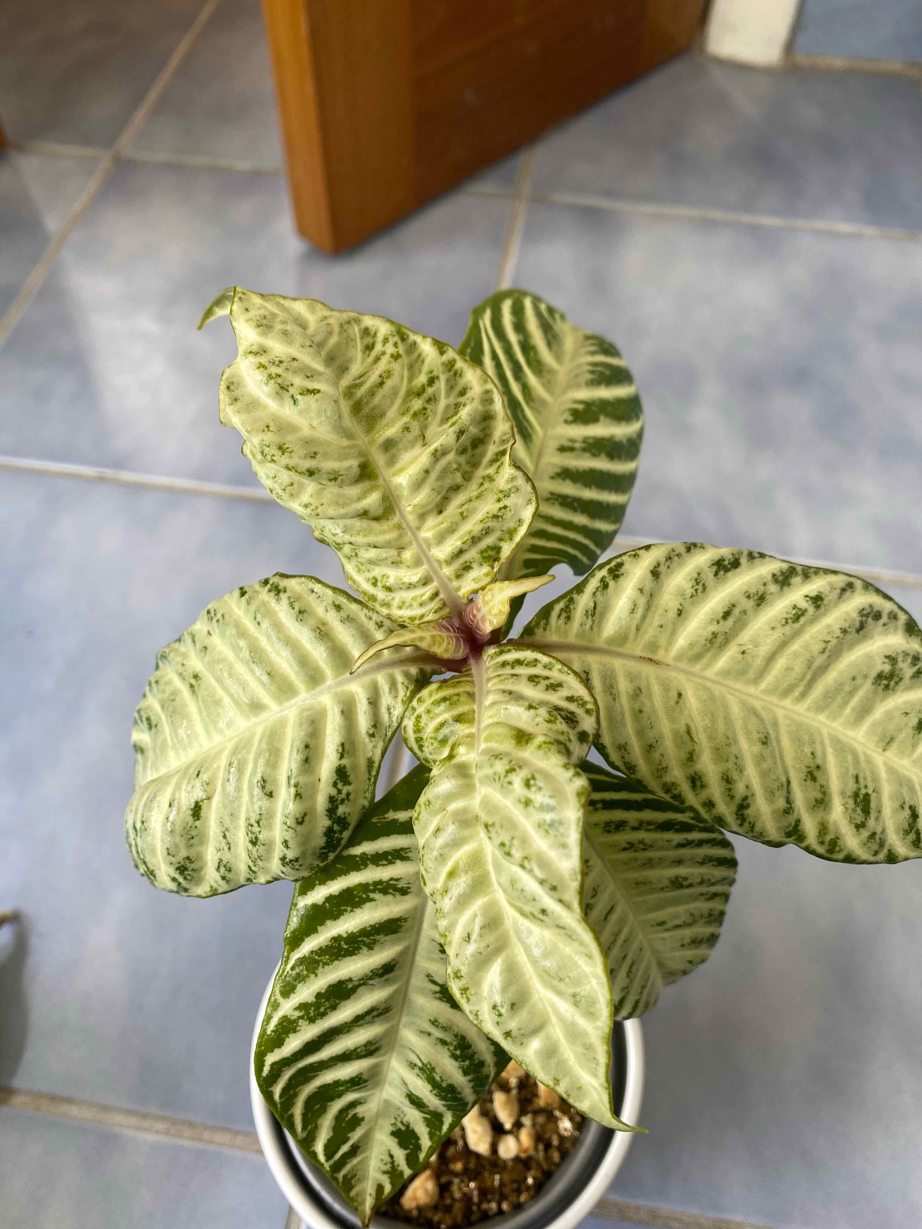 Plant care for Justicia goianiensis on Greg, the plant care app