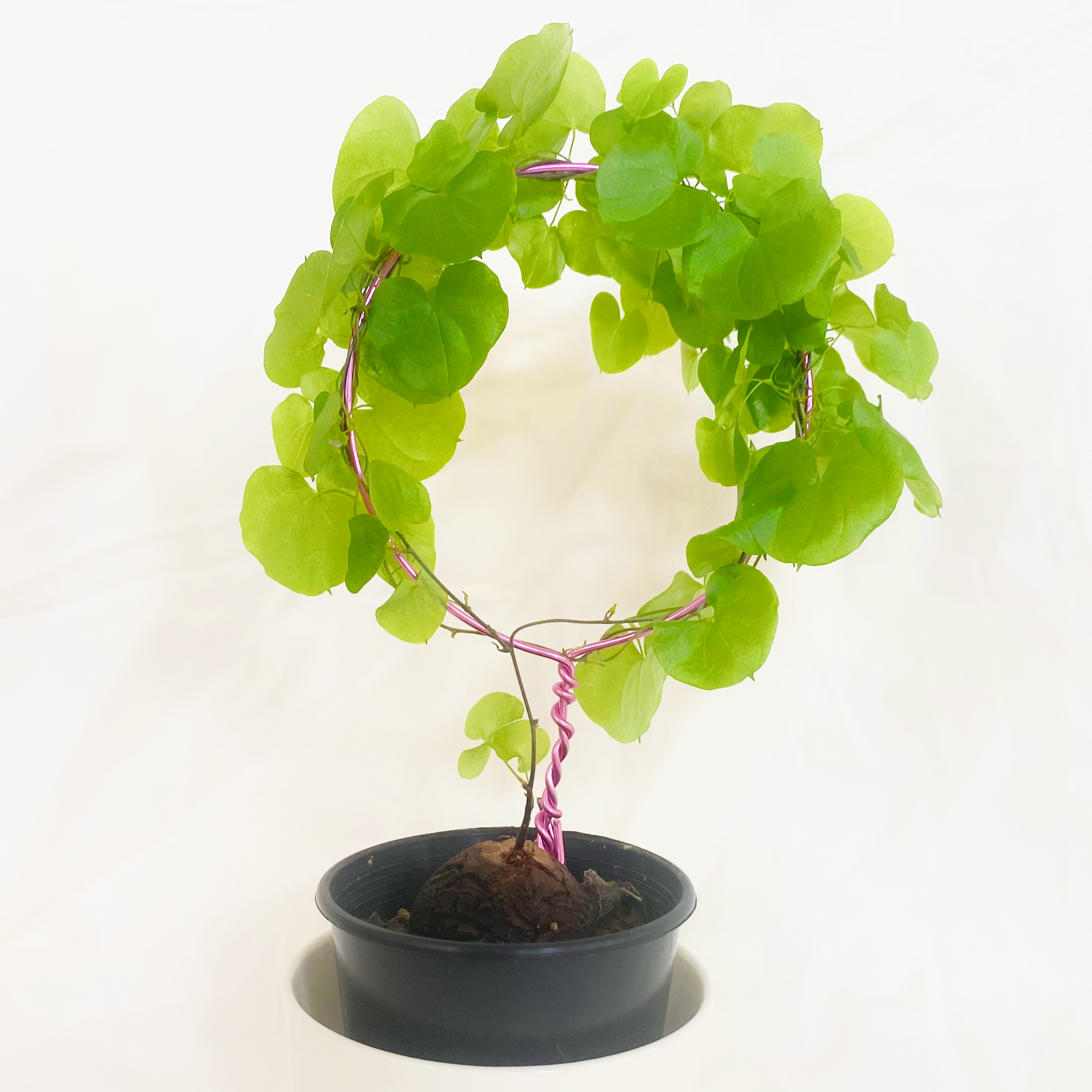 Potted Hottentot Bread plant with green, heart-shaped leaves arranged in a circular pattern.