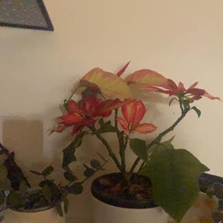 Poinsettia plant in Geelong, Victoria