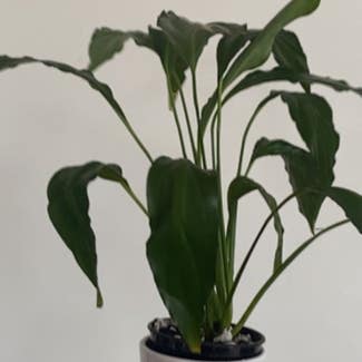 Peace Lily plant in Geelong, Victoria