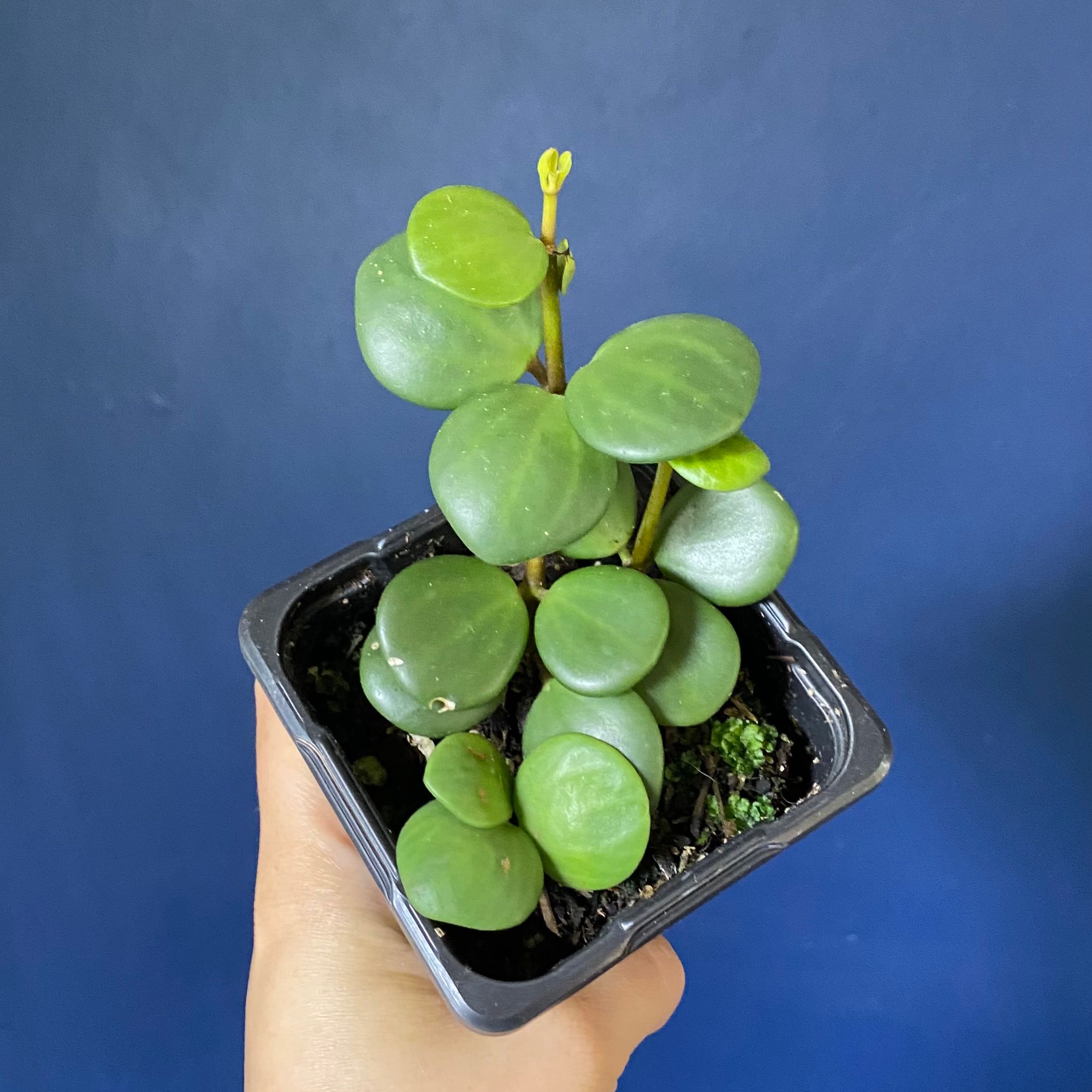Peperomia 'Hope' plant in a small black pot held by a hand, with round green leaves.