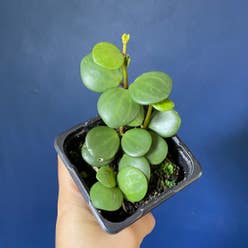 Peperomia 'Hope' plant