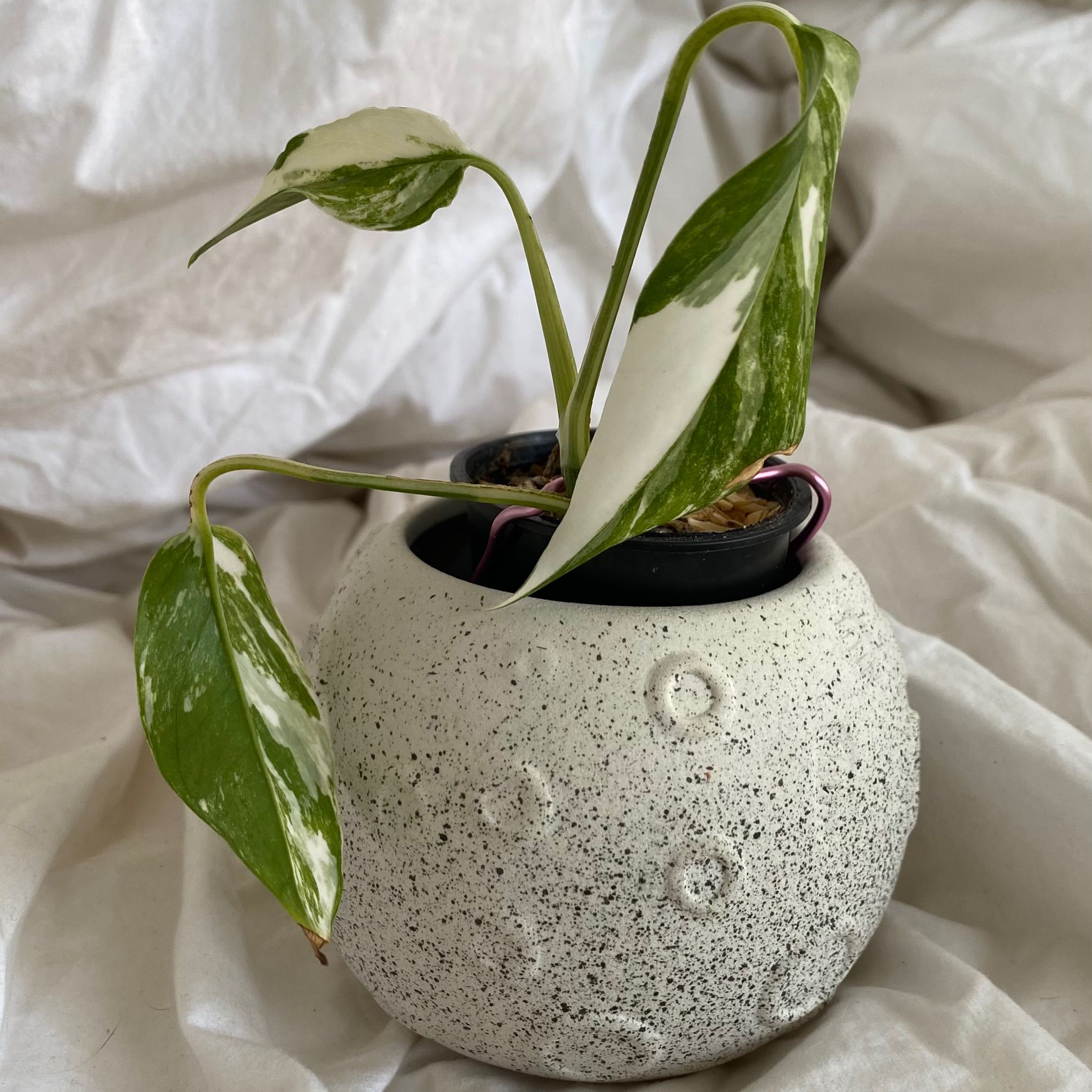 Albo Epipremnum Pinnatum plant in a decorative pot with variegated leaves.