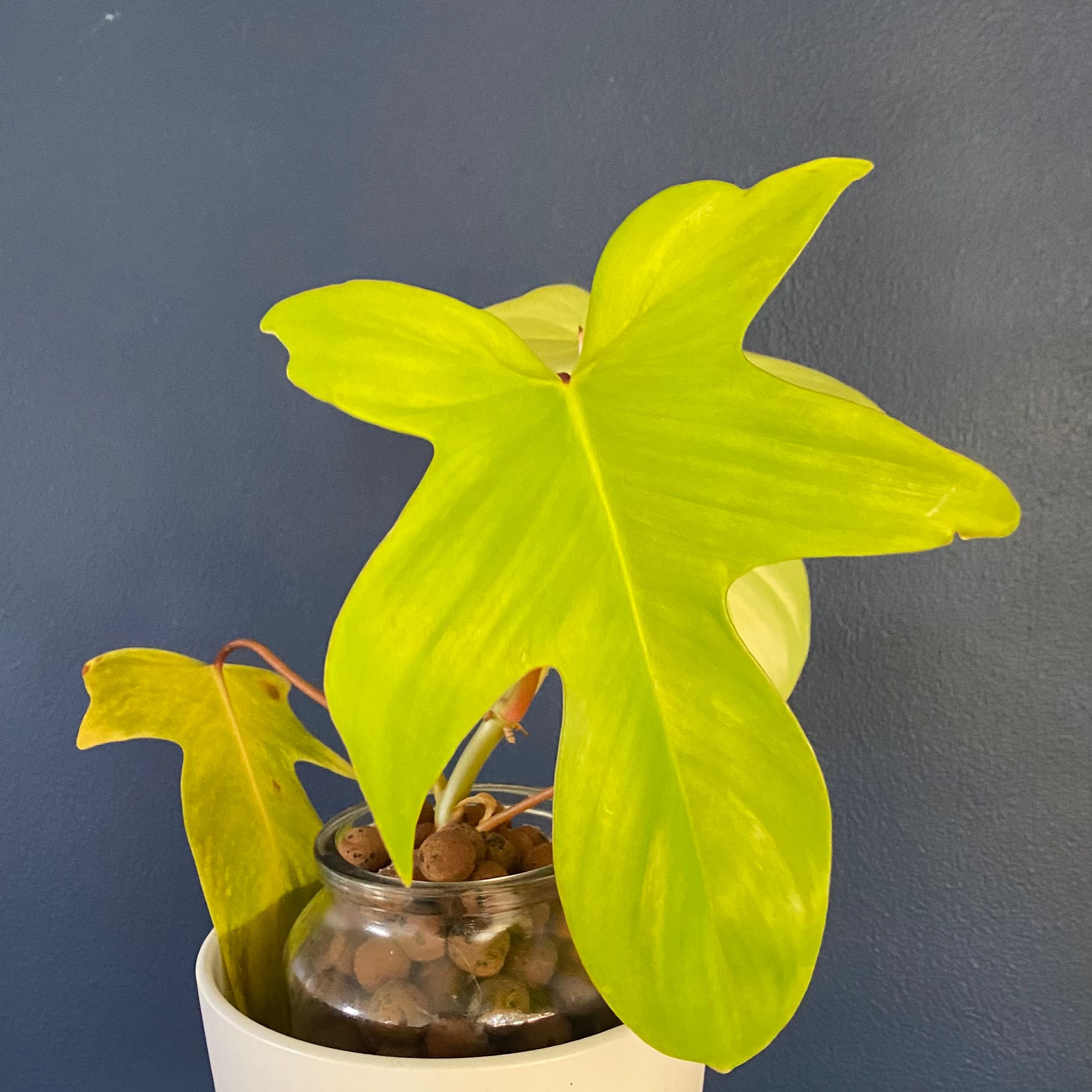 Philodendron 'Florida Ghost' plant with bright green leaves in a white pot.