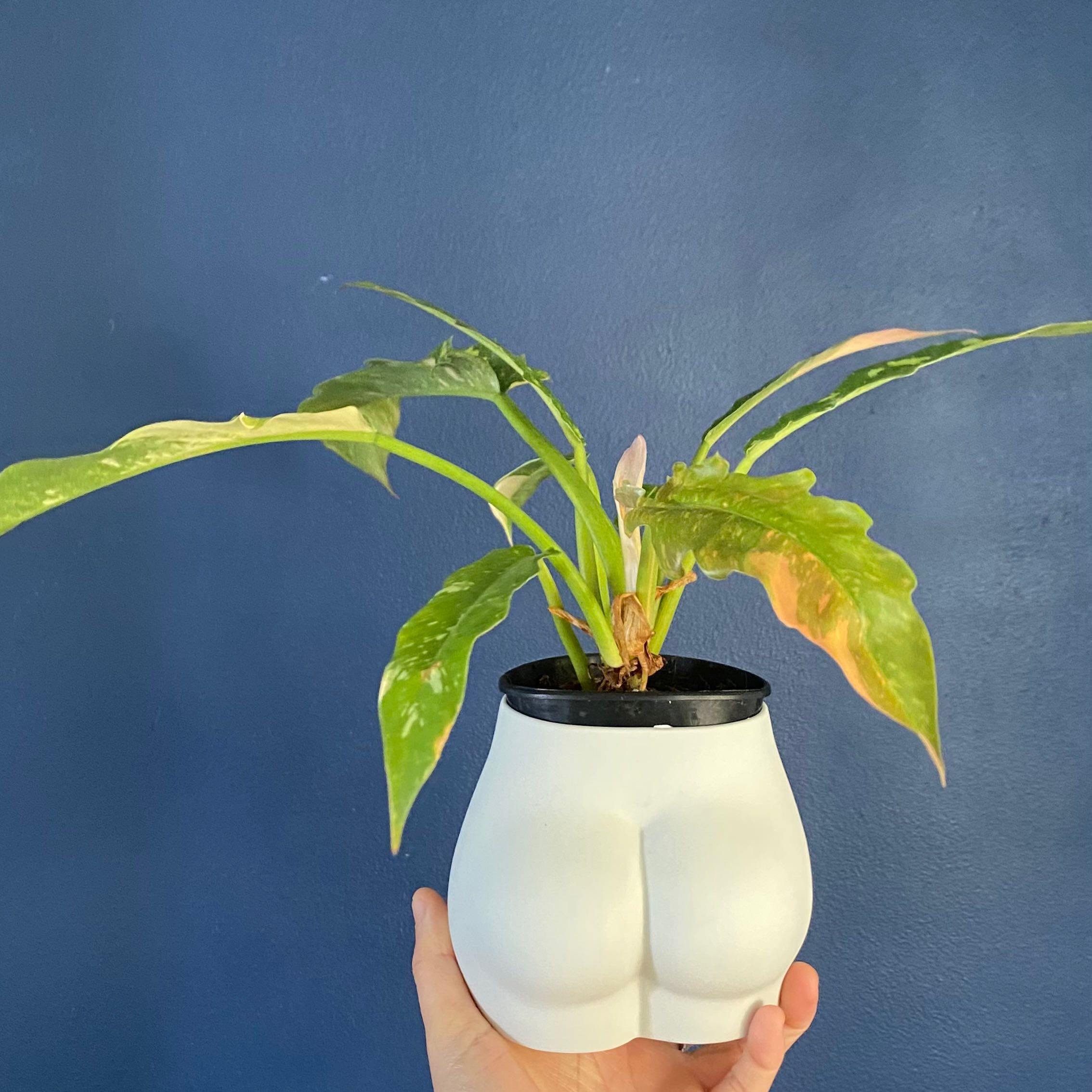 Philodendron 'Ring of Fire' plant in a unique pot with some yellowing and browning leaves.
