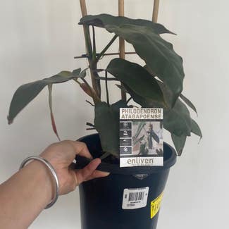 Philodendron atabapoense plant in Geelong, Victoria