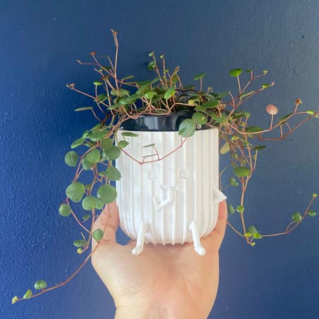Photo of the plant species Peperomia 'Pepperspot' by Foliagegirl named Rae on Greg, the plant care app