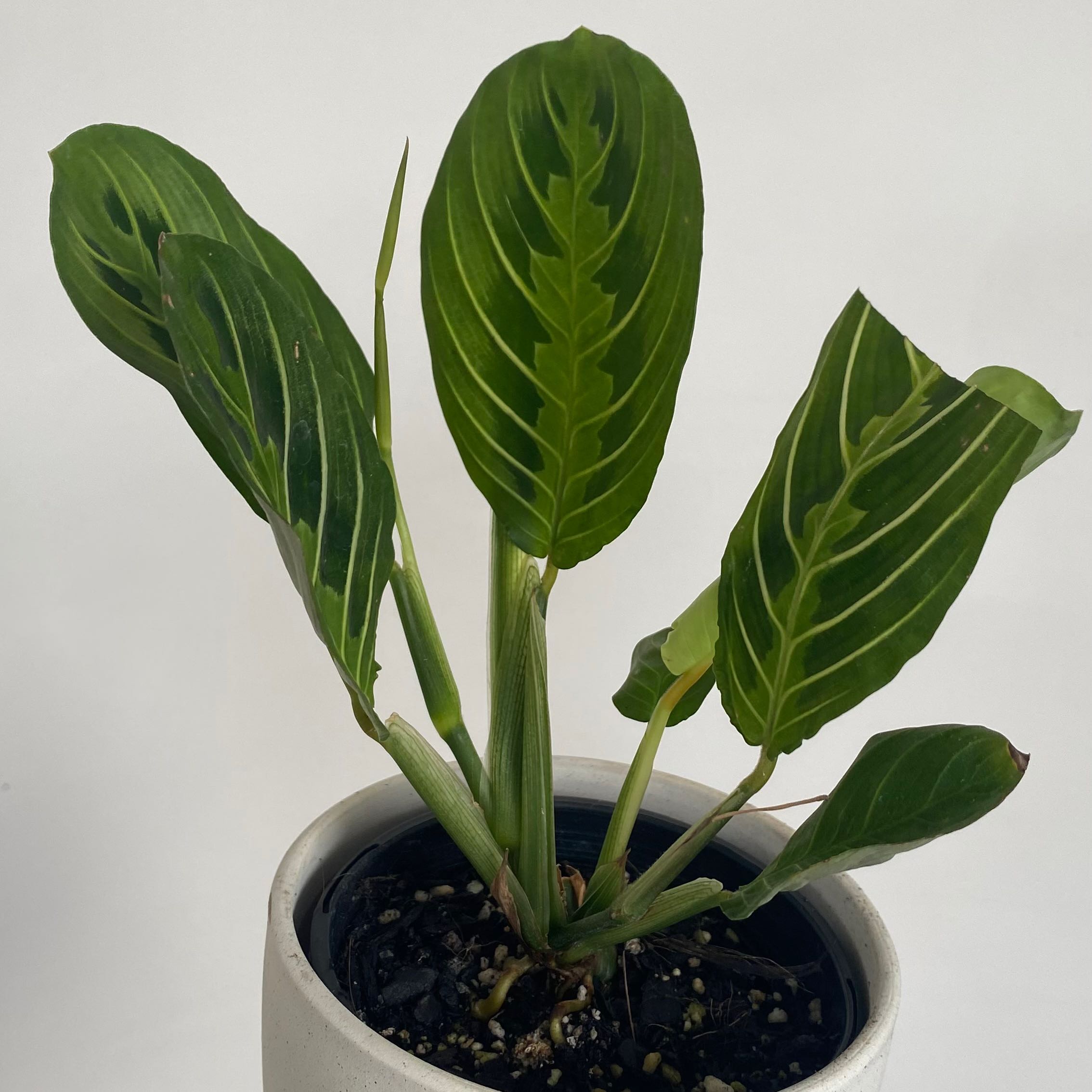 Lemon Lime Prayer Plant in a white pot with vibrant green leaves and lime-colored veins.