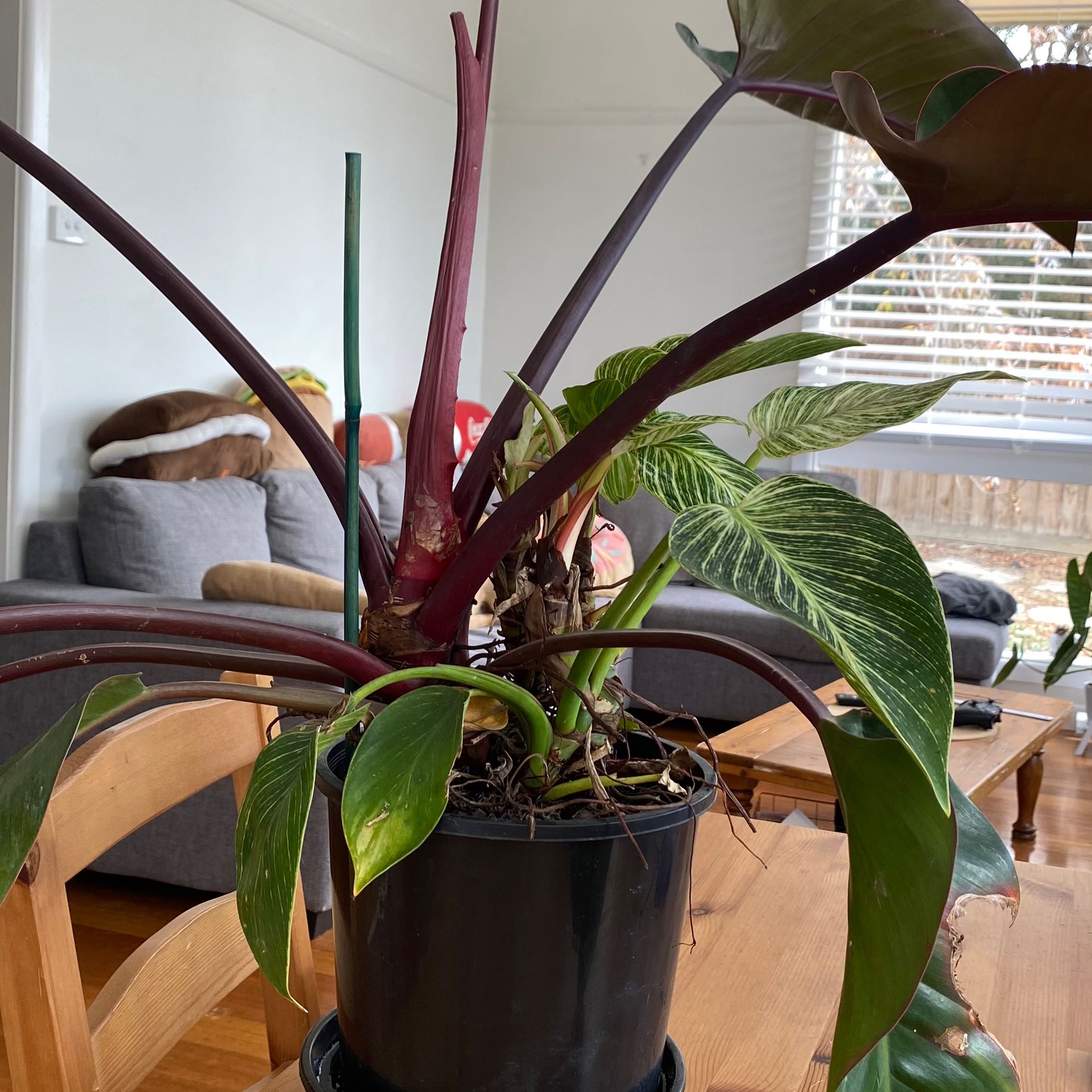 Philodendron 'Red Congo' plant in a black pot on a wooden table in a living room.