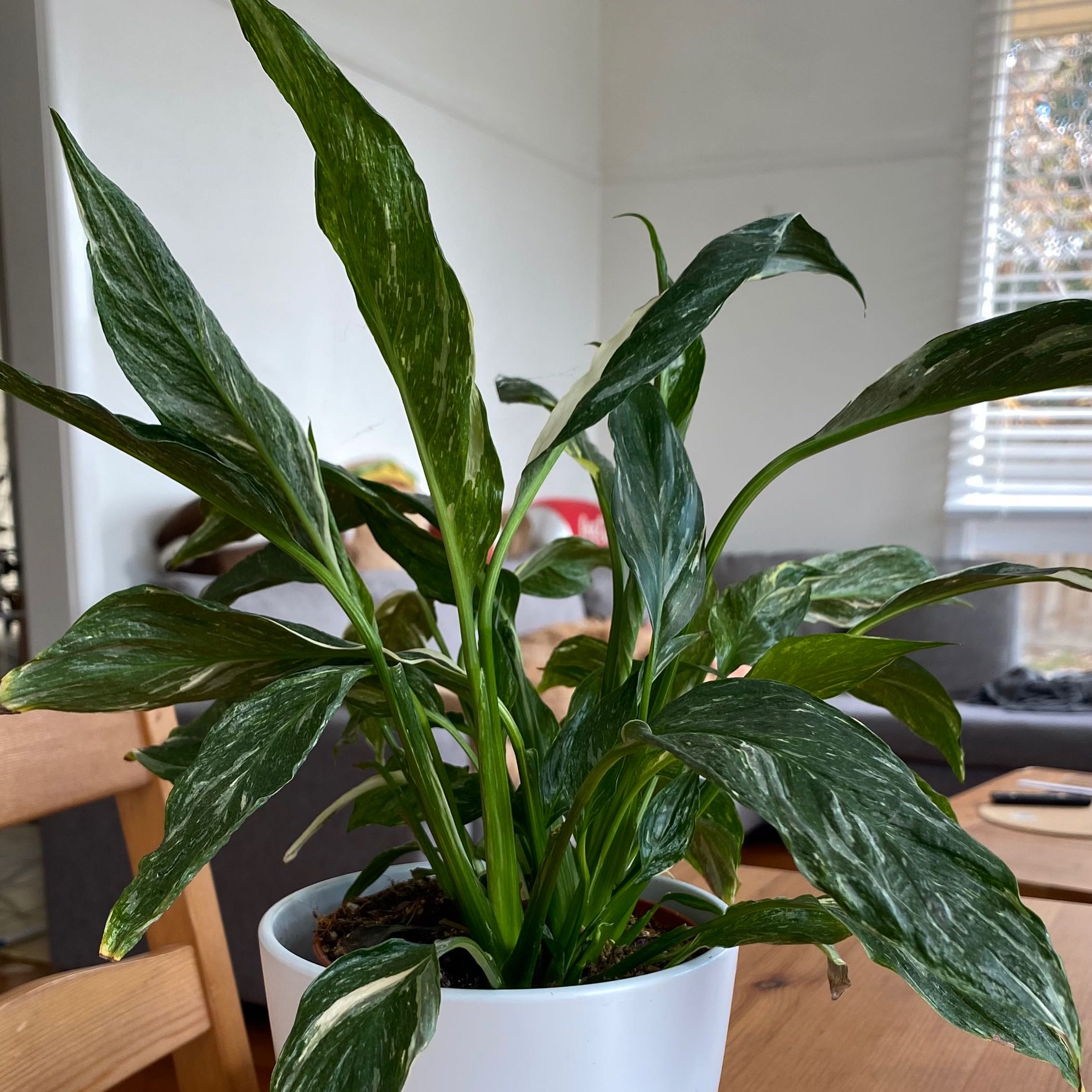 Domino Peace Lily in a white pot with variegated leaves, indoor setting.