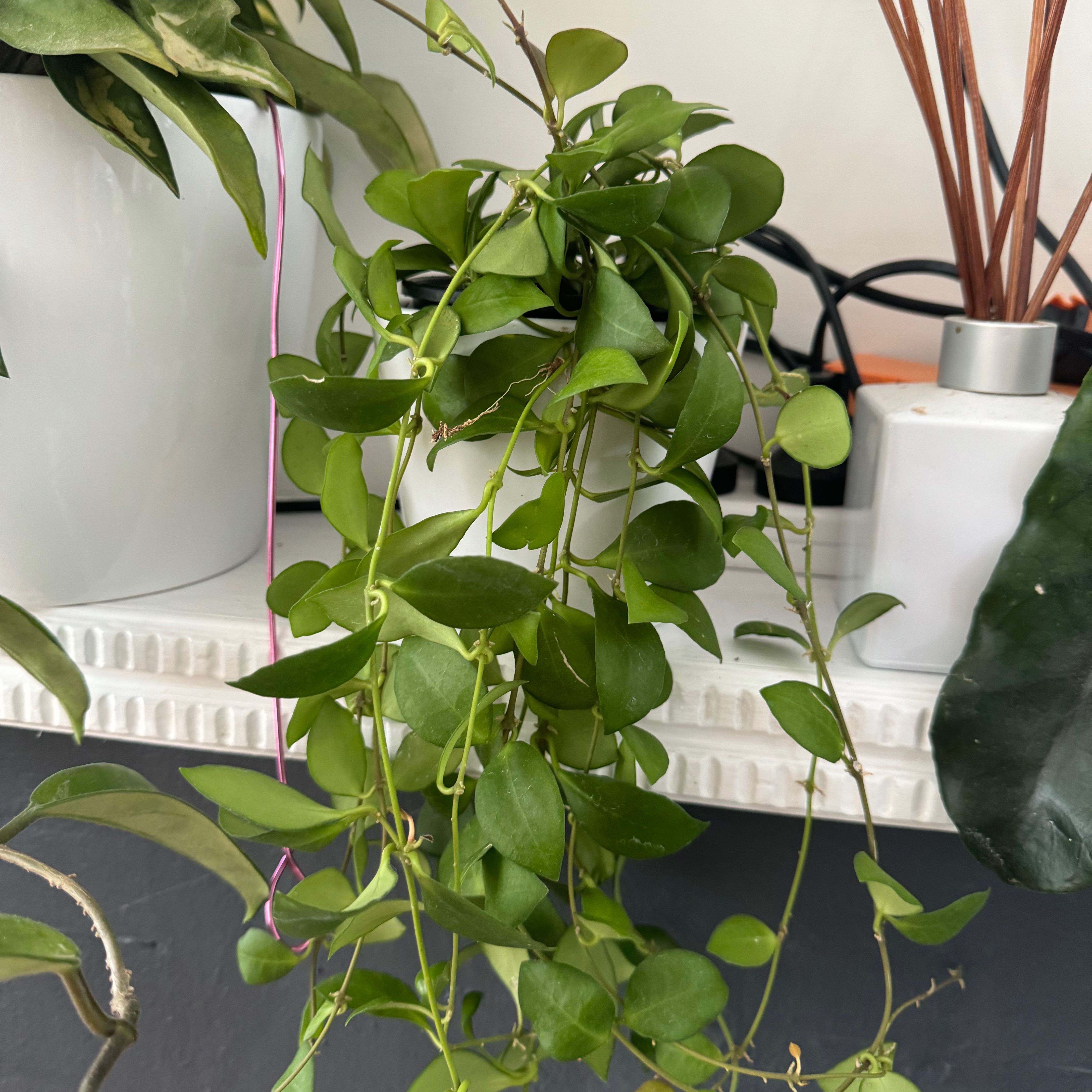 Healthy Hoya heuschkeliana plant with vibrant green leaves.