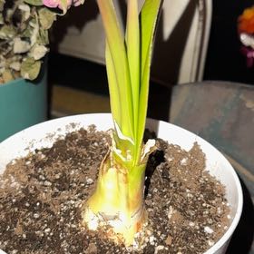 Photo of the plant species Minerva Amaryllis by @MotherFern43 named Morgan Treeman on Greg, the plant care app