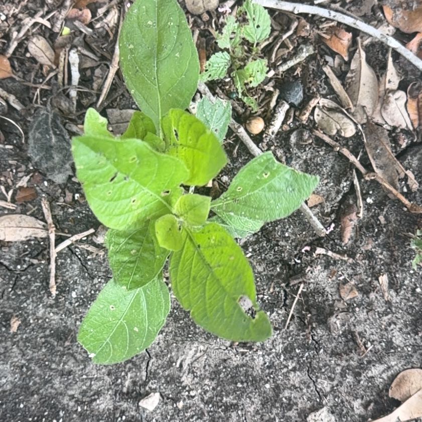 Photo of the plant species Violet Wild Petunia by @BigAnacua4 named Scarlett on Greg, the plant care app