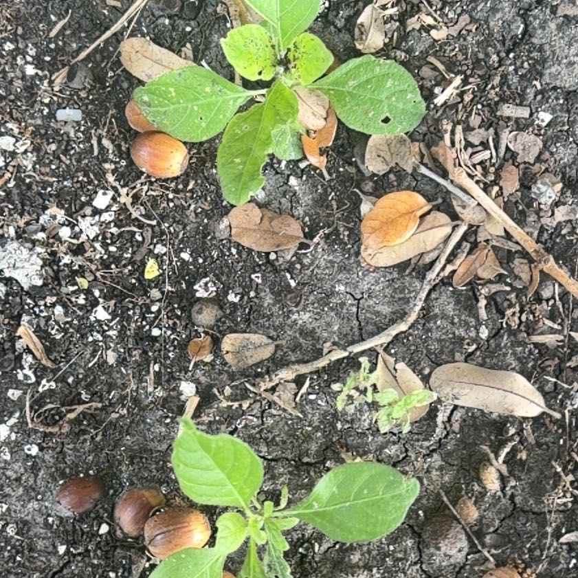 Photo of the plant species Purple Amaranth by @BigAnacua4 named Fernie Mac on Greg, the plant care app