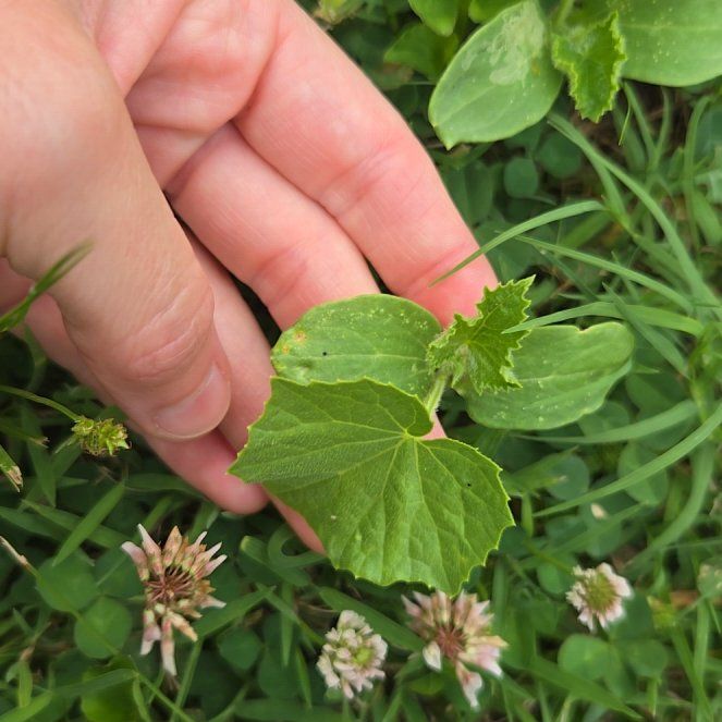 Photo of the plant species Centella by @FormallyRockfig named Zion on Greg, the plant care app