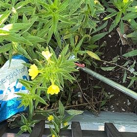 Photo of the plant species Common Evening-Primrose by @geargie named Ulysses S Plant on Greg, the plant care app