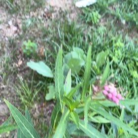 Photo of the plant species Asclepias Incarnata by @geargie named Daphne on Greg, the plant care app