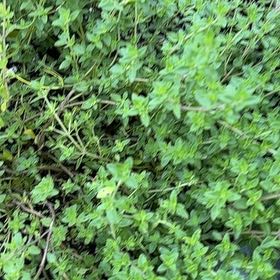 Photo of the plant species Large Thyme by @geargie named Curie on Greg, the plant care app