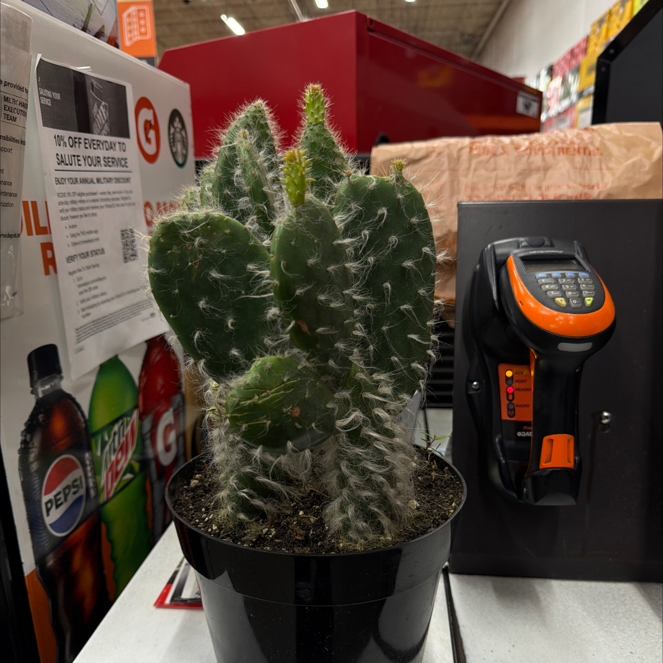 Photo of the plant species Prickly pear snow by @PureEspostoa27 named Cactus Jack on Greg, the plant care app