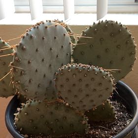 Photo of the plant species Violet Prickly Pear by @TryMiro2 named James Dean on Greg, the plant care app