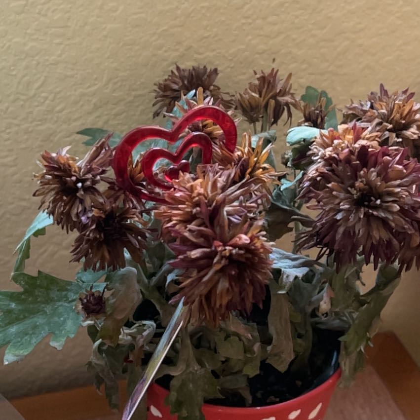 Photo of the plant species Mums by @TryMiro2 named Darwin on Greg, the plant care app
