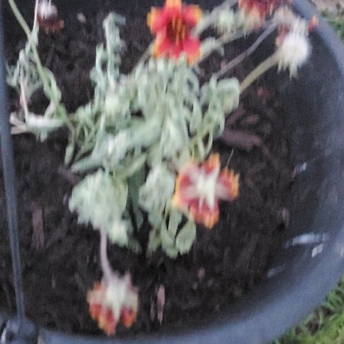 Photo of the plant species Japanese Lantern by @NiceSapote55 named Baesil on Greg, the plant care app