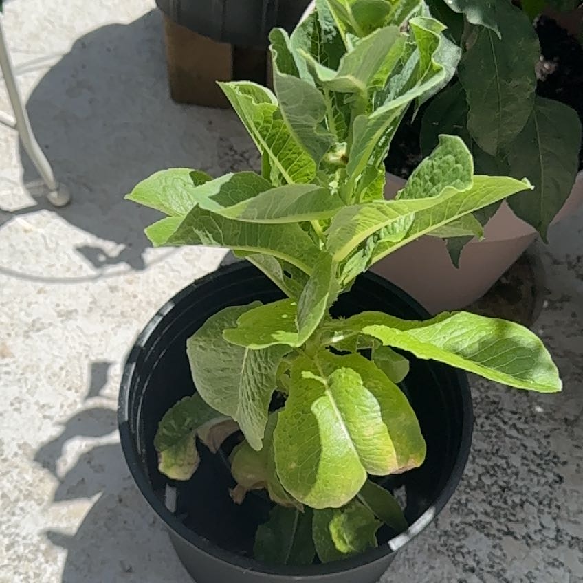 Photo of the plant species Garden Lettuce by @LeadPomelo85 named Naomi on Greg, the plant care app