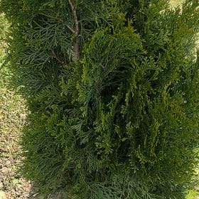 Photo of the plant species Oriental Arborvitae by @ComradeSedge30 named Sproutacus on Greg, the plant care app