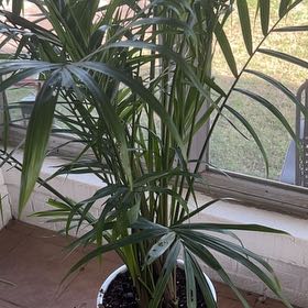 Photo of the plant species Majesty Palm by @HotPunanova5 named Kylie on Greg, the plant care app