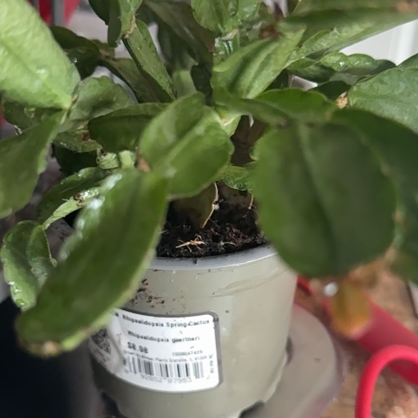 Photo of the plant species Pink Ice Easter Cactus by @xoboobaby named Huckleberry Fern on Greg, the plant care app
