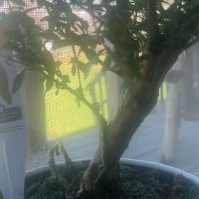 Photo of the plant species Bonsai plant by @SpicyBlue13 named Wayne on Greg, the plant care app