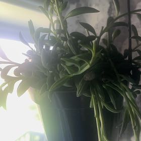 Photo of the plant species String of Fish Hooks by @SpicyBlue13 named John on Greg, the plant care app