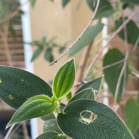 Photo of the plant species Pleroma urvilleanum by @DreamyGinger95 named Wall-E on Greg, the plant care app