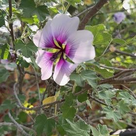 Photo of the plant species Tree Mallow by @DreamyGinger95 named Lola on Greg, the plant care app