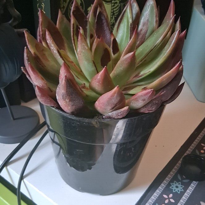 Photo of the plant species Echeveria by @ManyTokyosun79 named Captain on Greg, the plant care app