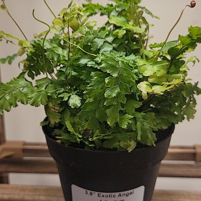 Photo of the plant species Rosy Maidenhair Fern by @GladWhitefir5 named Navajo on Greg, the plant care app