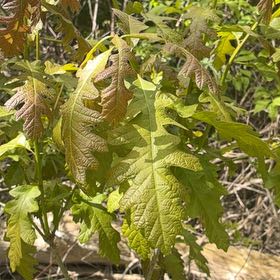 Photo of the plant species Bur Oak by @YesChickpea29 named Harmony on Greg, the plant care app
