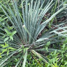 Photo of the plant species Adam's Needle by @YesChickpea29 named Madonna on Greg, the plant care app