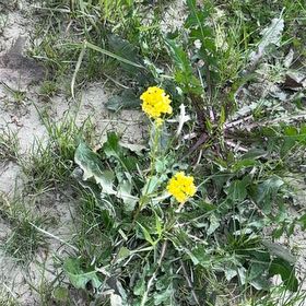 Photo of the plant species Field Mustard by @YesChickpea29 named Osmo on Greg, the plant care app